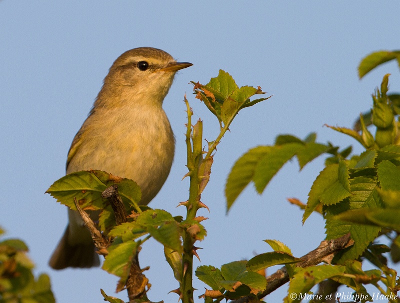 Pouillot veloce 9875_wm.jpg - Pouillot véloce - Common Chiffchaff - Phylloscopus collybita (Danemark, juin 2011)